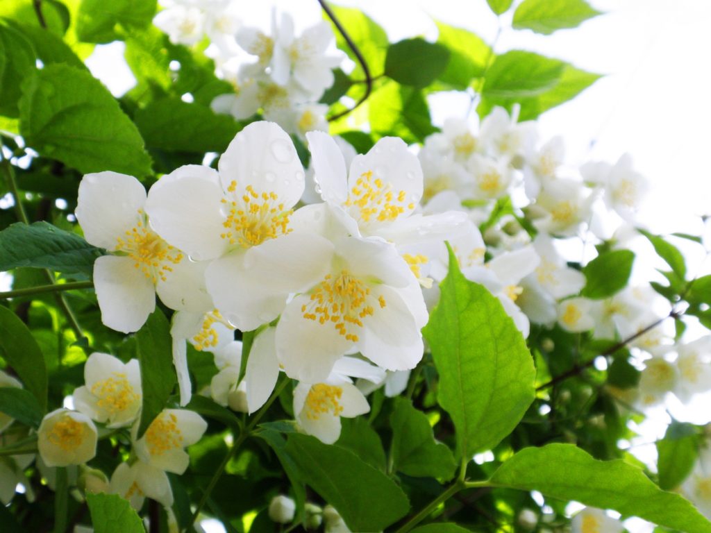 白い花をつける樹木 庭木 ２２選 写真付き 説なるブログ