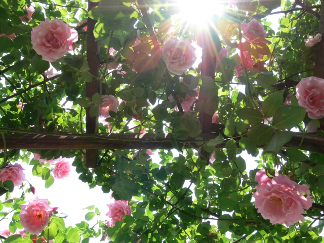 桃色 ピンク の花をつける樹木 庭木 ７選 写真付き 説なるブログ