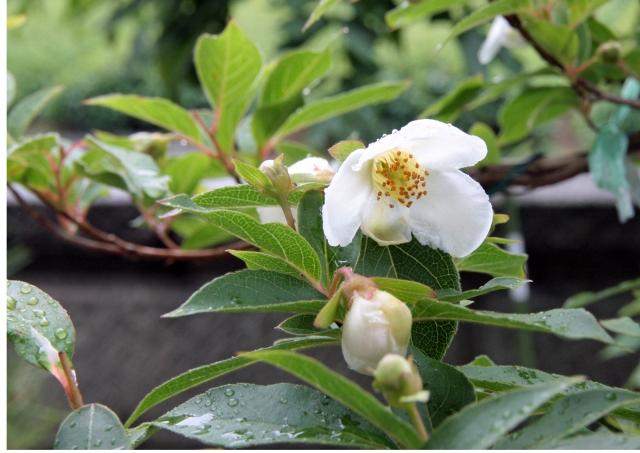 白い花をつける樹木 庭木 ２２選 写真付き 説なるブログ