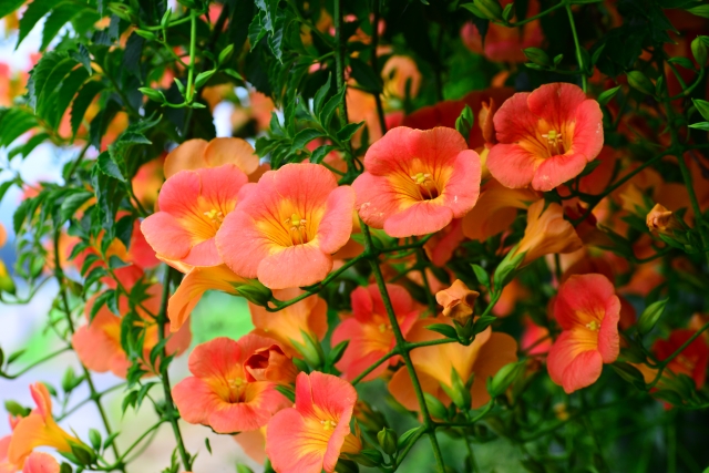 赤い花をつける樹木 庭木 ６選 写真付き 説なるブログ
