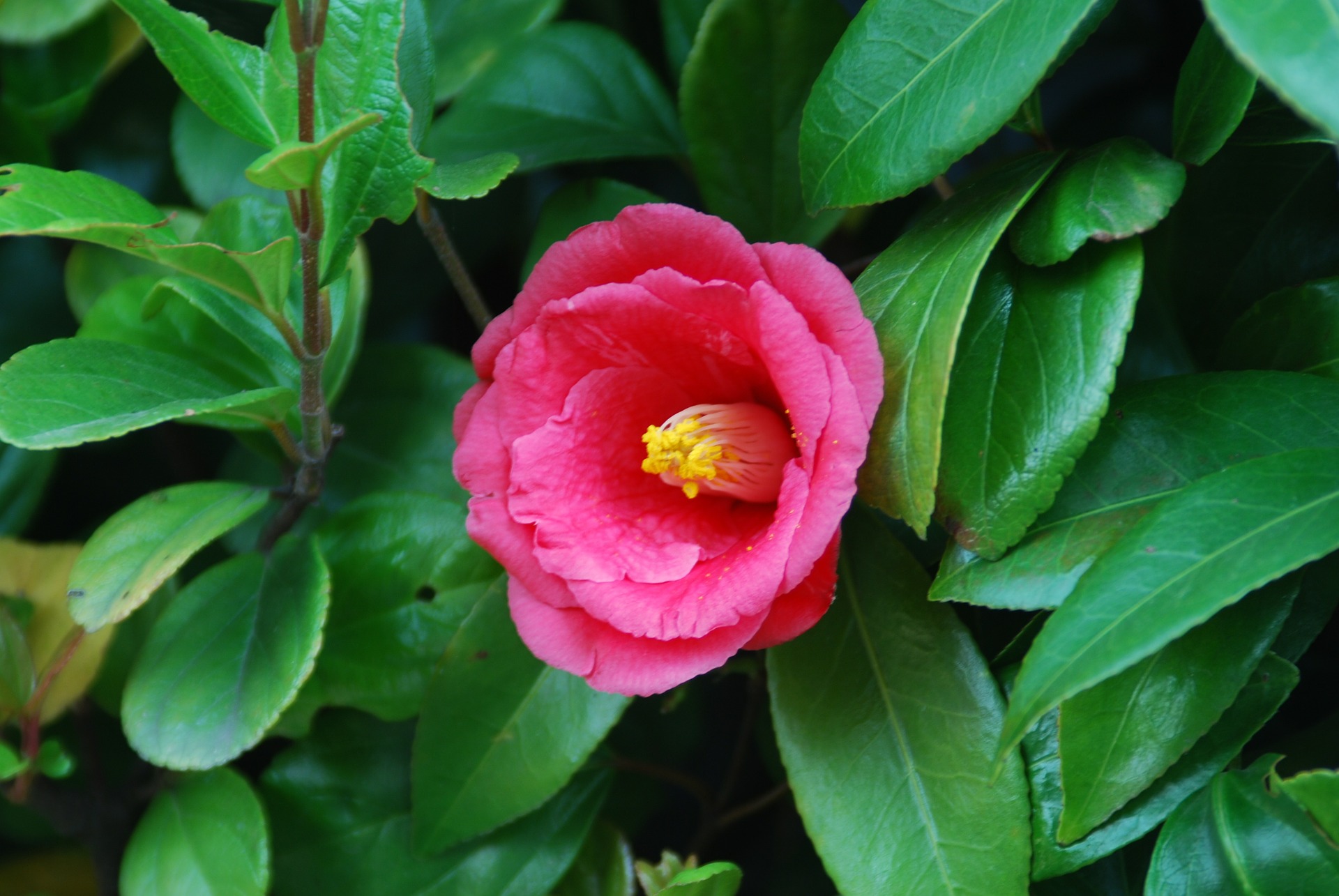 赤い花をつける樹木 庭木 ６選 写真付き 説なるブログ