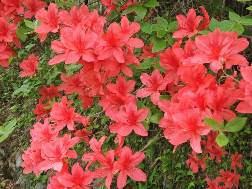 赤い花をつける樹木 庭木 ６選 写真付き 説なるブログ