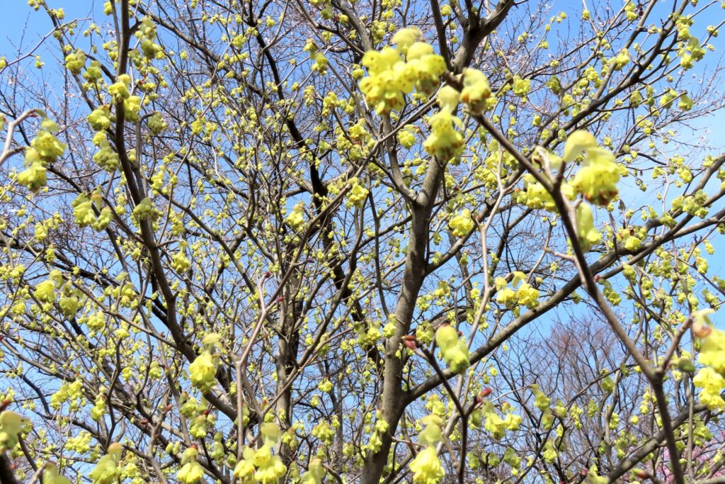 黄色い花をつける樹木 庭木 10選 写真付き 説なるブログ